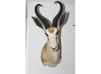 Very Nice Thomson Gazelle Tanzania Taxidermy Mount