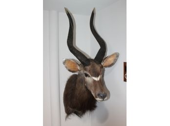 Striking Common Nyala South Africa Taxidermy Mount