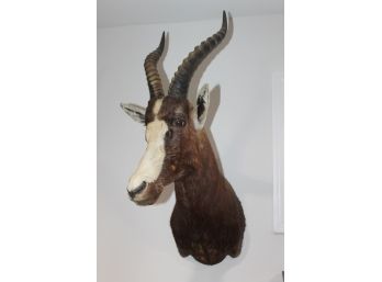 Nice Large African Blesbok Taxidermy Mount