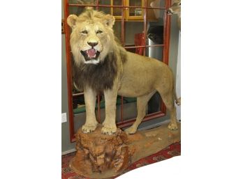 Incredible Full Body African Lion Taxidermy Mount (CT BIDDERS ONLY)