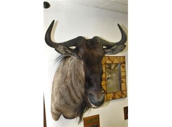 Impressive Large Wildebeest Taxidermy Mount