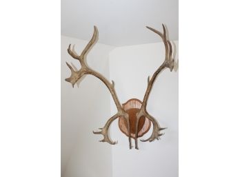 Large Set Of Caribou Antlers