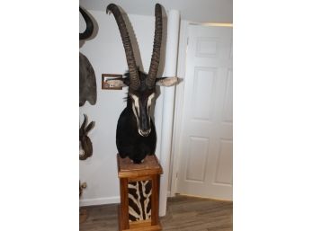 Amazing African Sable Antelope On Pedestal Zebra Base