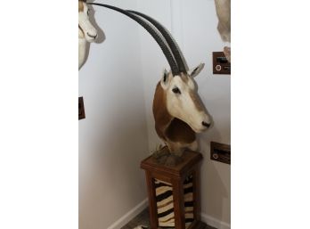 Very Cool Scimitar Horned Oryx On Floor Pedestal