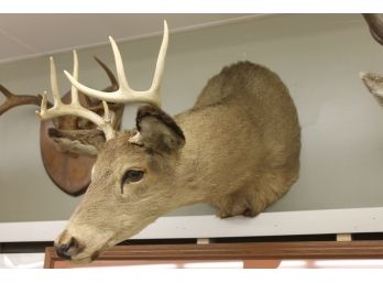 Nice Deer Taxidermy Mount