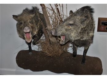 Unusual Double Collared Peccary Or Javelina Texas Taxidermy Mount