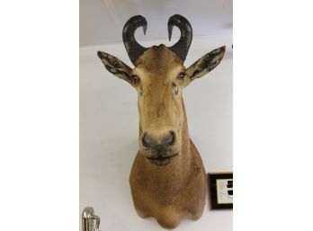 Cape Or Red Hartebeest South Africa Taxidermy Mount