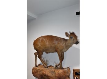 Full Body Natal Red Duiker South Africa Taxidermy Mount