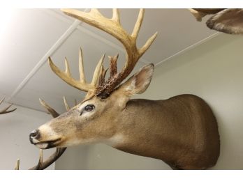 Very Nice Montana Pronghorn Taxidermy Mount