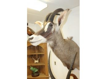 Fantastic Roan Antelope Taxidermy Mount