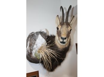 Unusual Chamois New Zealand Taxidermy Mount