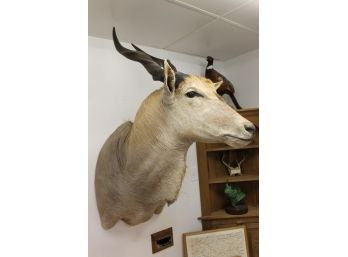 East African Eland Tanzania Taxidermy Mount