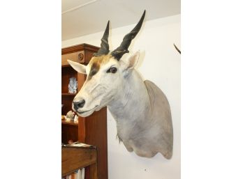 Beautiful East African Eland Tanzania Taxidermy Mount