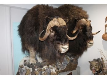 Huge Museum Quality Double Barron Ground Muskox Northwest Territories Taxidermy Mount