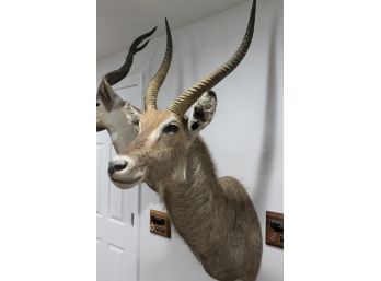 Stunning East African Defassa Waterbuck Taxidermy Mount