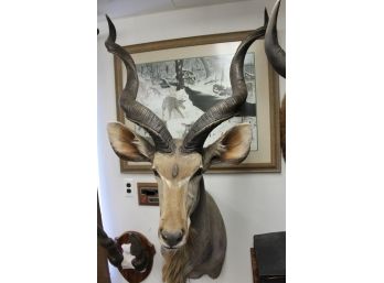 Fantastic African Spiraled Horned Antelope Taxidermy Mount