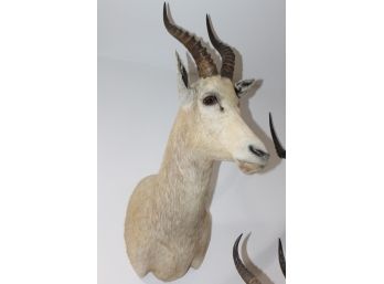 Handsome White Blesbuck Antelope Taxidermy Mount