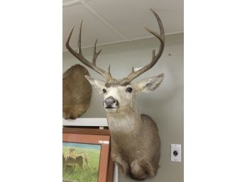 Large Antlered Taxidermy Shoulder Mount