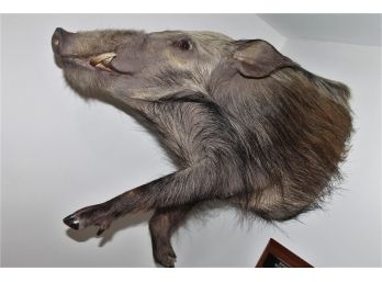 Wild Bushpig South Africa Taxidermy Mount