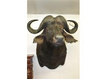 Incredible African Buffalo Taxidermy Mount