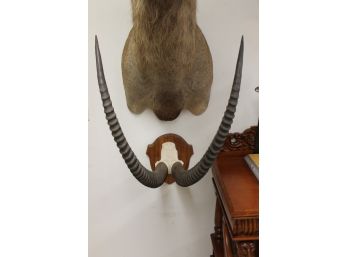 Nice Set Of Antelope Horns