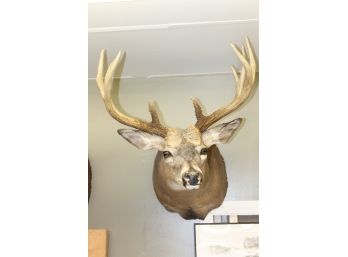 Handsome Pronghorn Taxidermy Mount