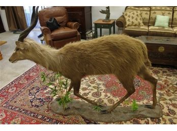 Large With Great Motion Full Body East African Sitatunga Tanzania Taxidermy Mount