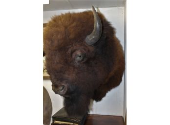 Impressive American Bison Buffalo Head Taxidermy Mount