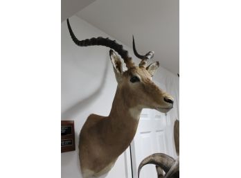 Great Southern Impala South Africa Taxidermy Mount