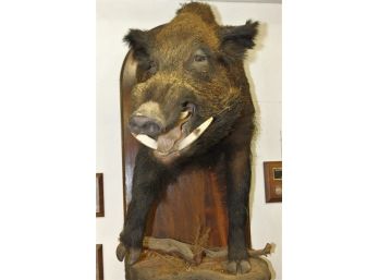 Fierce Feral Boar Nova Scotia Taxidermy Mount