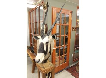 Fantastic East African Oryx On Zebra Skin Floor Pedestal Taxidermy