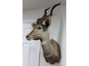 Lesser Kudu Tanzania Taxidermy Mount