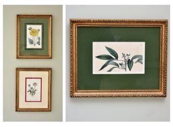 Curtis Walworth Botanical Prints #4