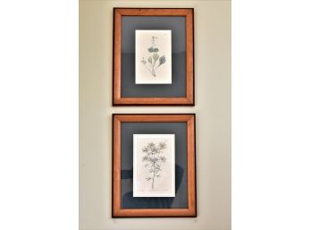 Curtis Walworth Botanical Prints #2