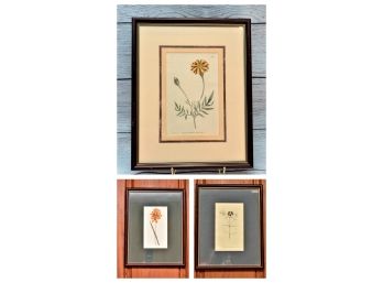 W. Curtis Antique Framed Botonical Prints