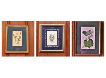 W. Curtis Antique Framed Botanical Prints And More