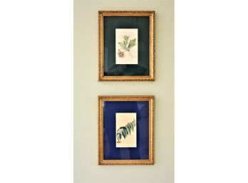 Curtis Walworth Botanical Prints #3