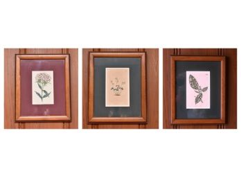 W. Curtis Antique Framed Botonical Prints