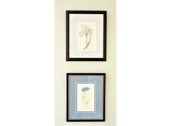 Curtis Walworth Botanical Prints #5