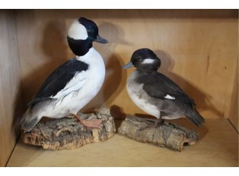 2 Taxidermy Ducks