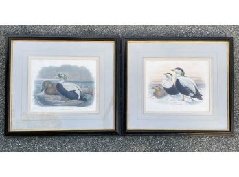 A Pair Of Vintage Wildfowl Lithographs