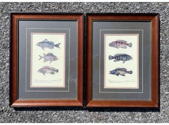 A Pairing Of Framed Fish Prints