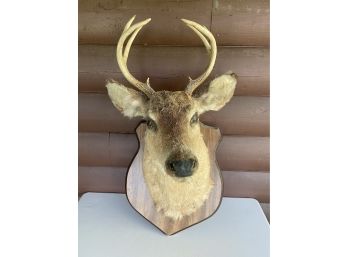 Taxidermy Deer Head Mount