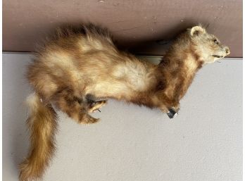 Taxidermy Ferret **READ**