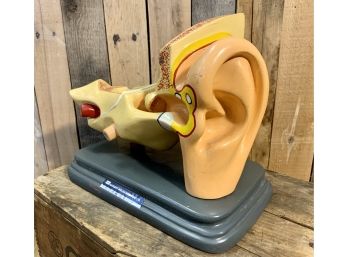 1950's Cast Ceramic Hand Painted Scientific Model Of The Human Ear