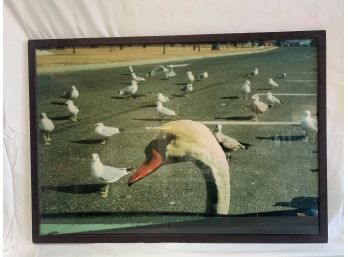 Farm And Art Galleries Frames Photo Swan And Seagulls