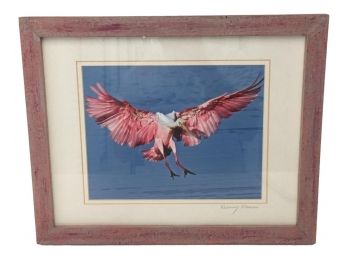 Photograph Of Roseate Spoonbill By Denny Souers, Florida Photographer, 15 1/2' By 12 1/2', Artist Signed