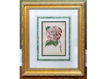 Beautifully Framed & Matted Vintage Botanical Print - Camellia Japonica, Var Monarch, PL 11