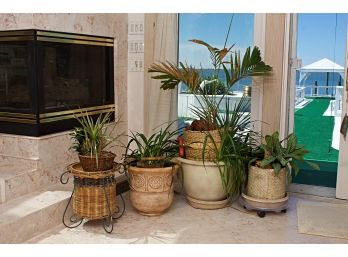 Large Group Of Potted Plants