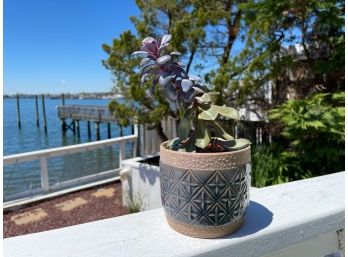 Live Jade Plant In A Ceramic Planter